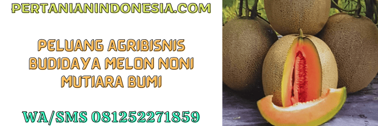peluang,agribisnis,agrobisnis,budidaya,budidaya melon,pertanian indonesia